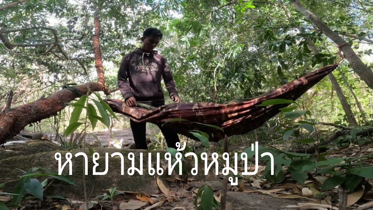 นอนปาหายามกับดักหมูป่าหมานๆ