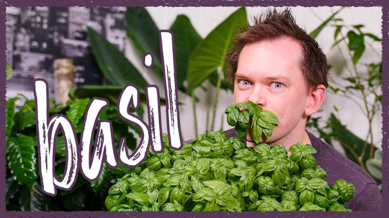Grow Basil Indoors - Seed To Harvest!