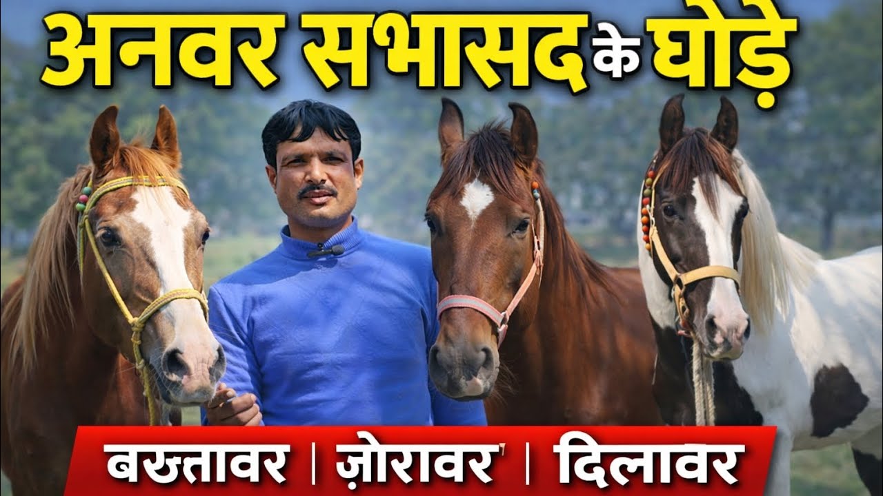 अनवर सभासद के घोड़ों का जलवा, एजाज़ सवार की दिलकश सवारी, पटेला सुल्तानपुर में