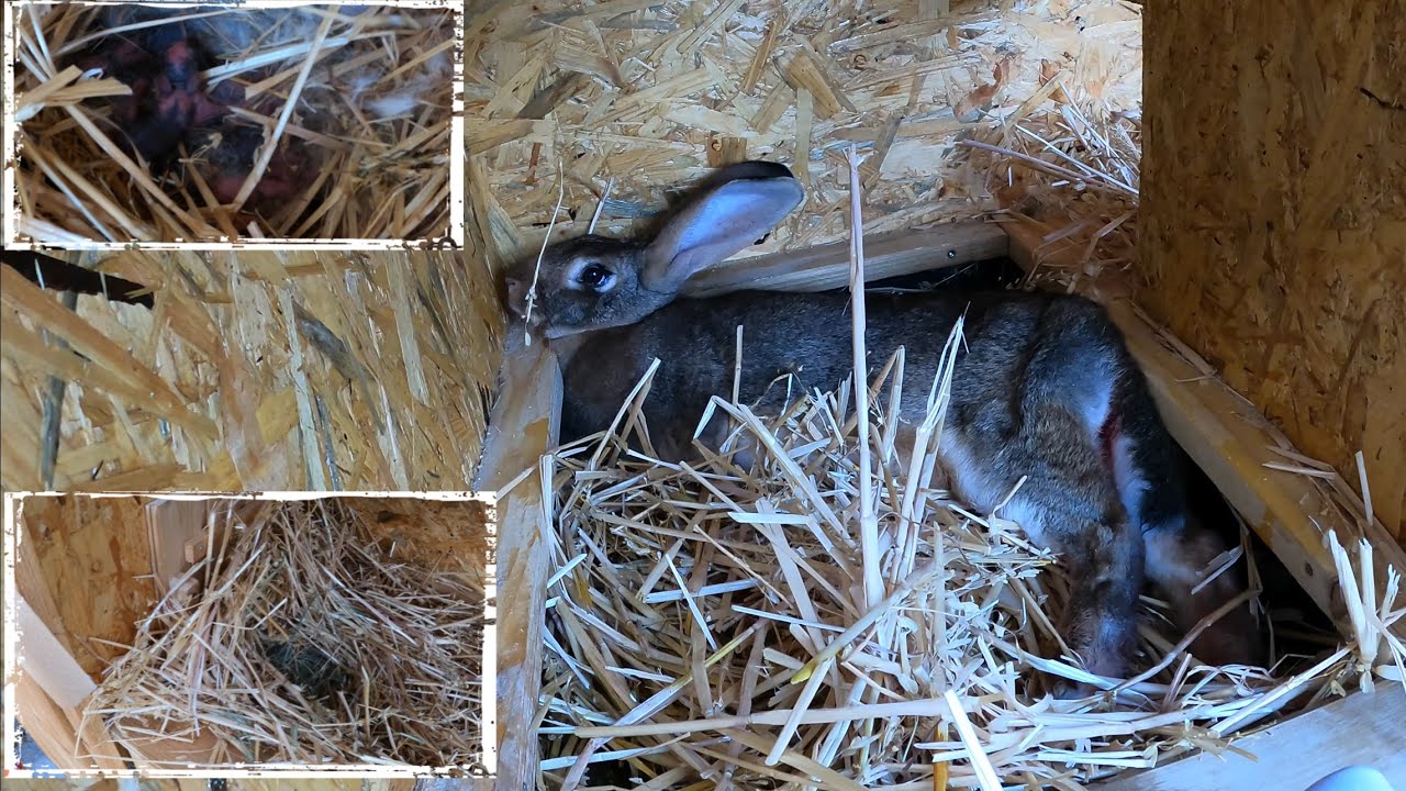 Braunes Kaninchen bekommt Babys, wird das Kaninchen heute Nacht sterben?