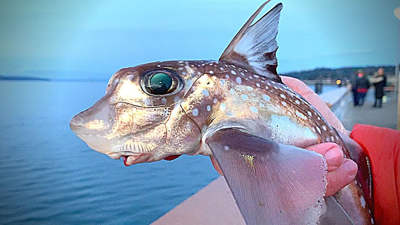 Eating a GHOST SHARK?! Prehistoric Catch & Cook!