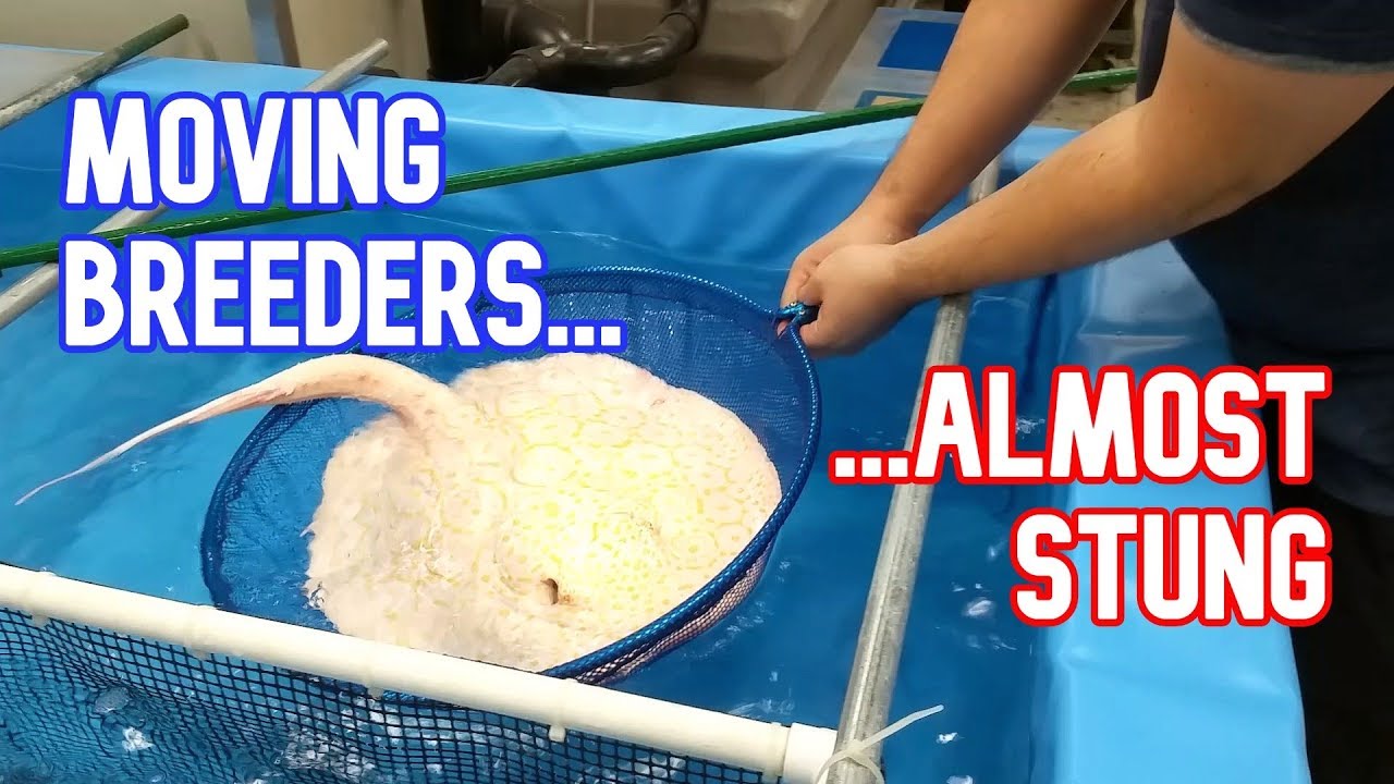 SAVED by DUMB LUCK while moving Breeder Stingrays