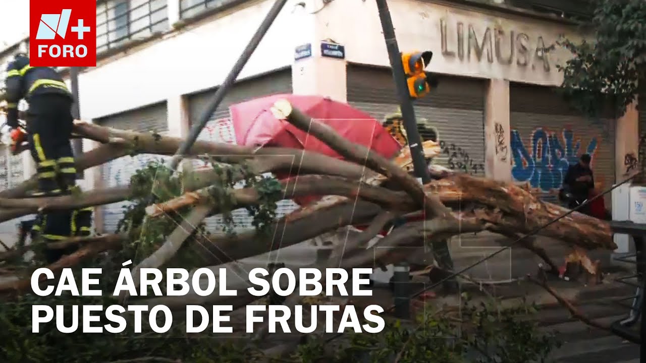 &Aacute;rbol Se Desploma en Avenida Balderas, CDMX - Las Noticias