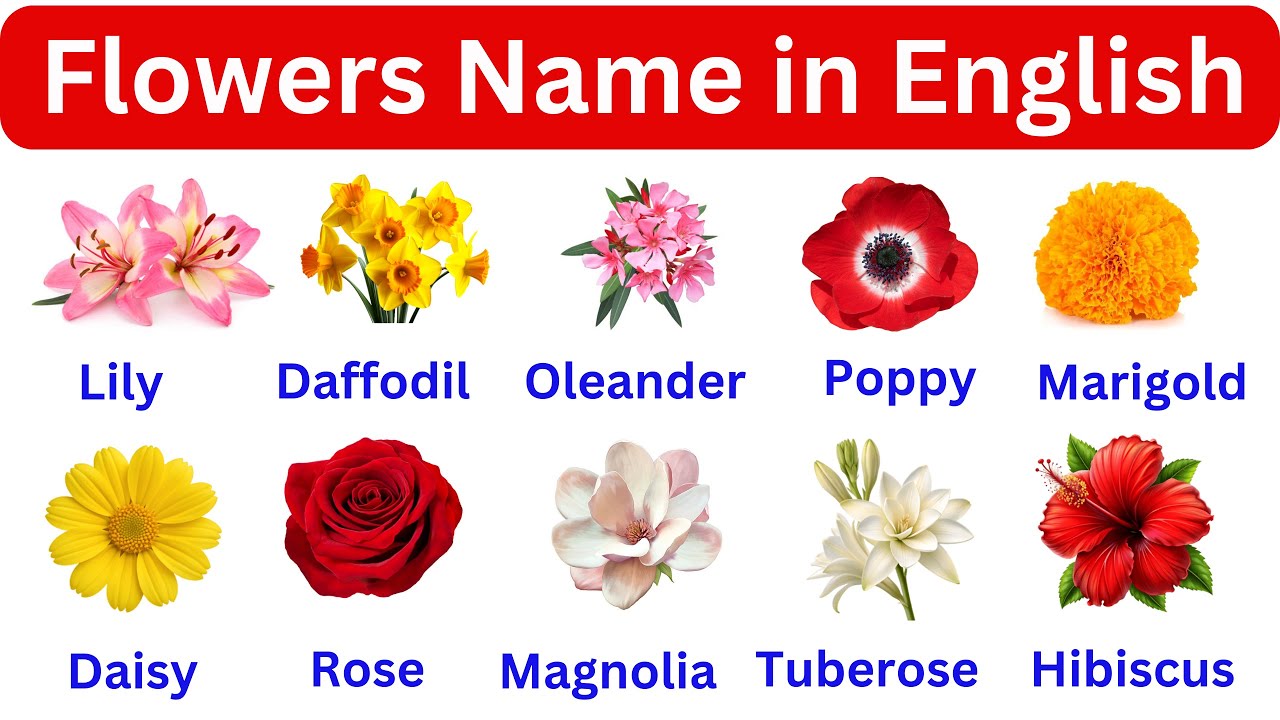 20 Flowers Name in English | Flowers Name with Pictures | Flowers Vocabulary