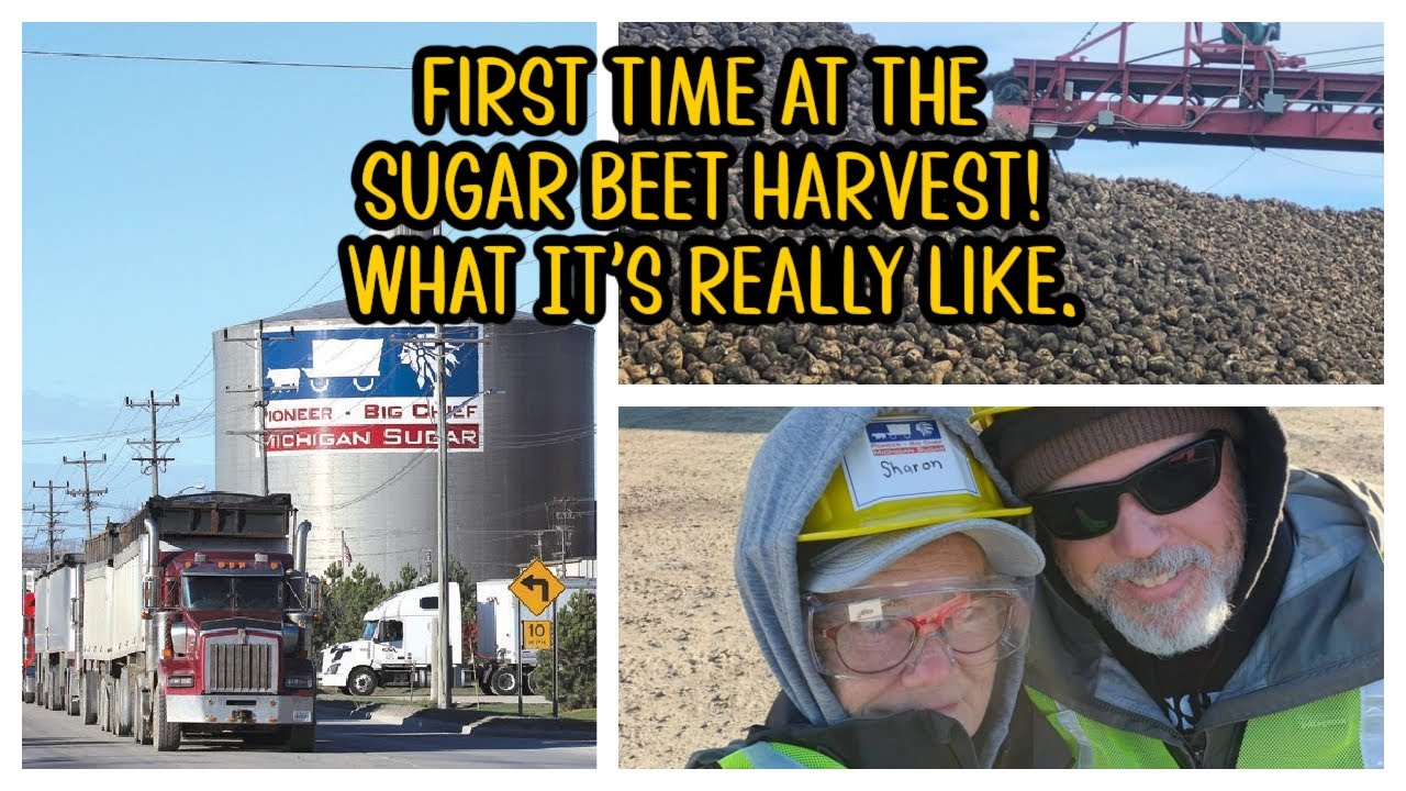 Michigan Sugar Beet Harvest: What We Learned, What We Earned, & Would We Do It Again?