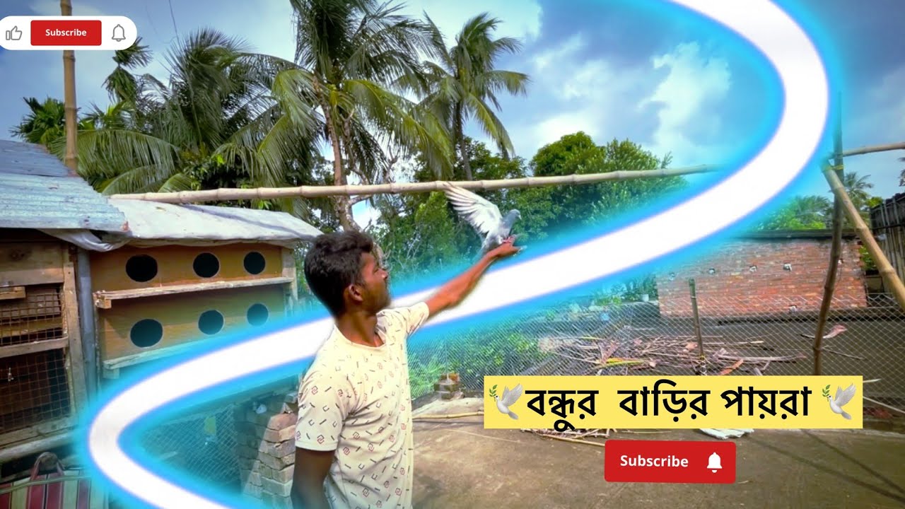 বন্ধুর বাড়ির পায়রার বাজি দেখে অবাক হয়ে গেলাম 🕊️🧿#montuvolg #pigeon #kabootar #newpost #viralvideo