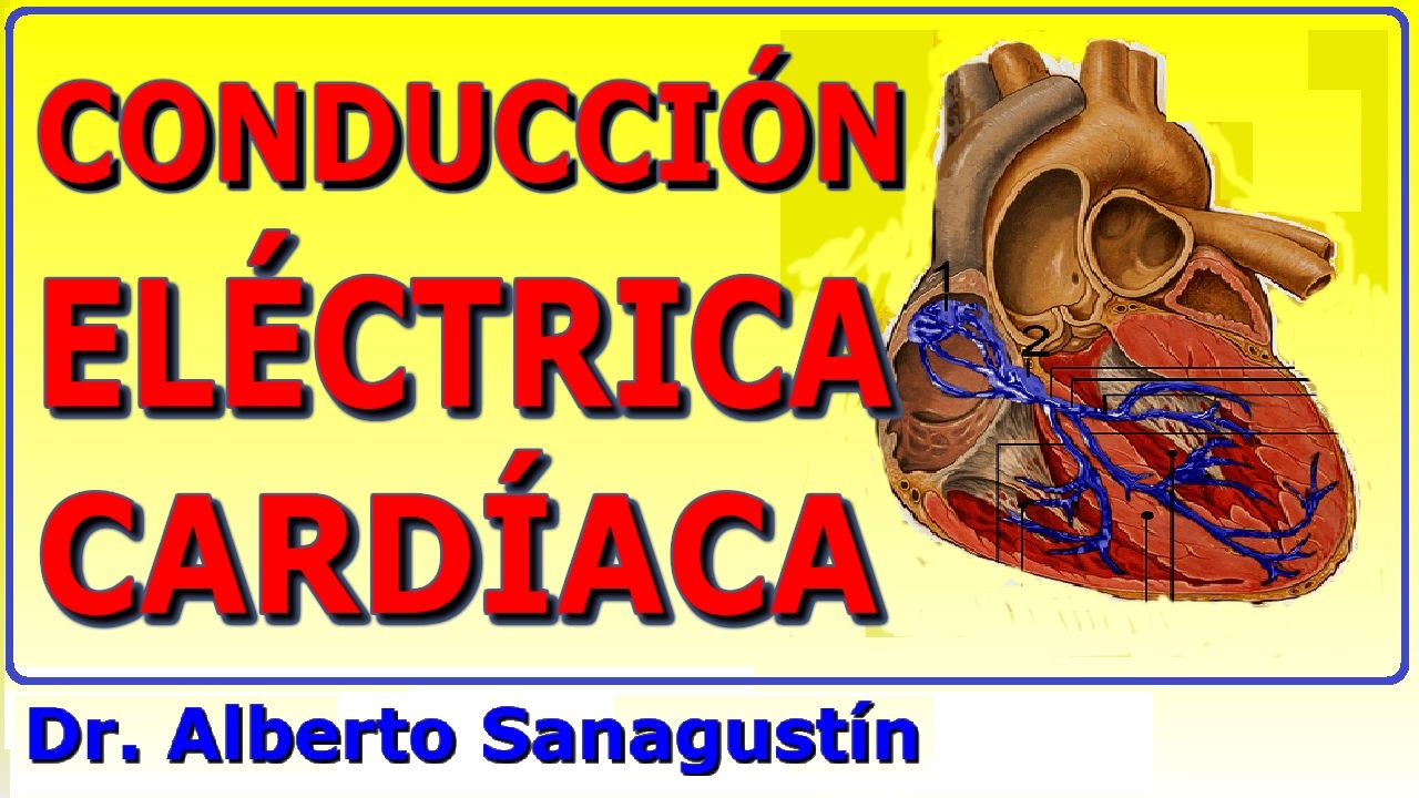 SISTEMA DE CONDUCCI&Oacute;N DEL CORAZ&Oacute;N