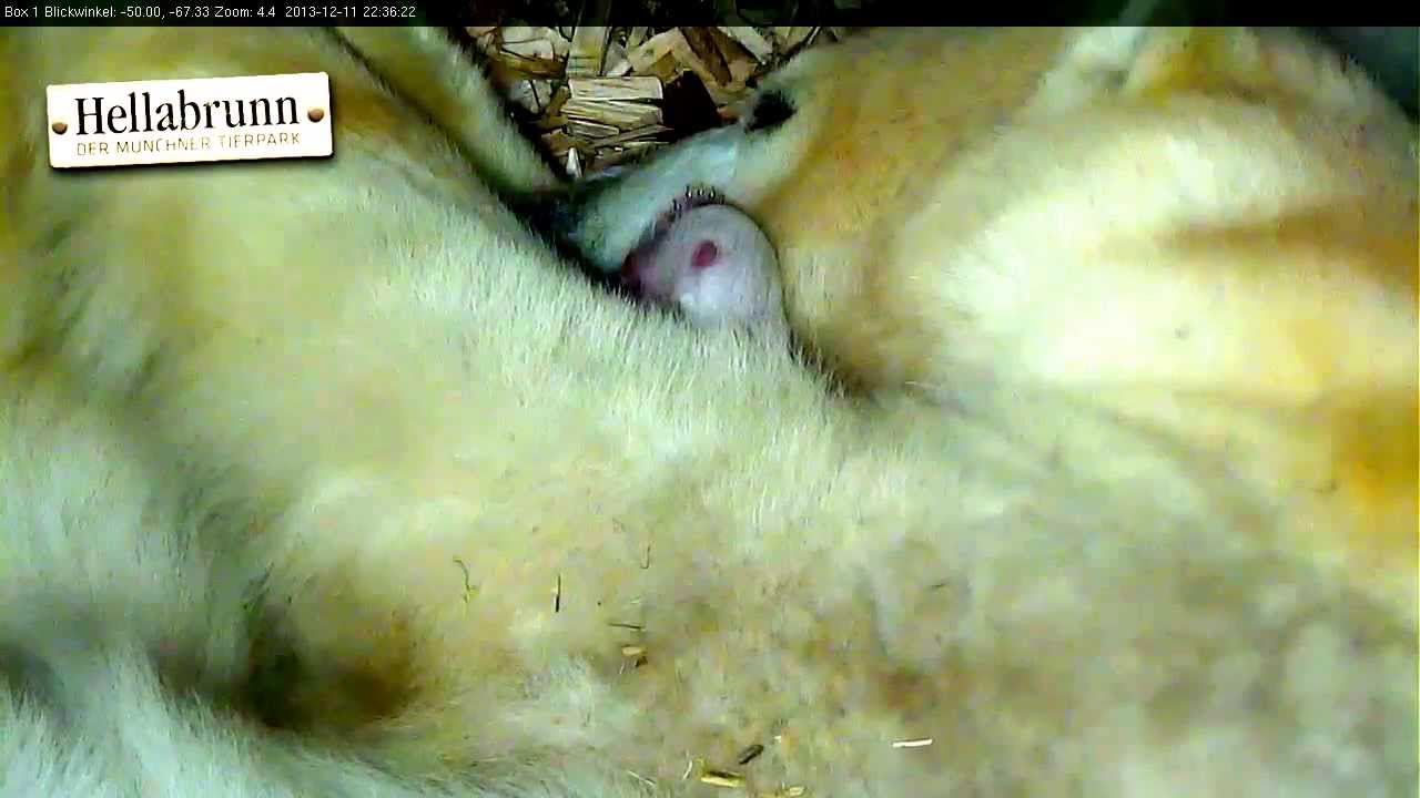 Eisbär-Baby mit Mutter Giovanna im Tierpark Hellabrunn Münch