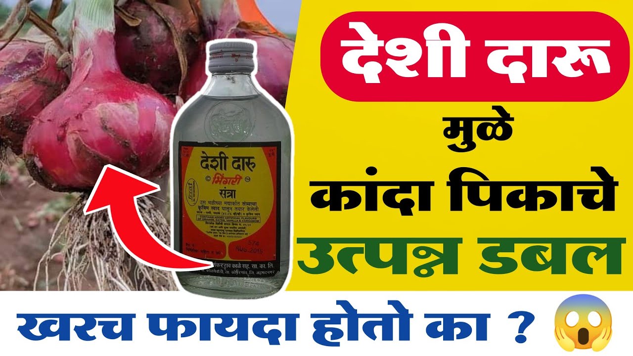 कांदा पिकासाठी देशी दारू फवारणी करावी का ? | देशी दारू फवारणी | Deshi daru favarni 