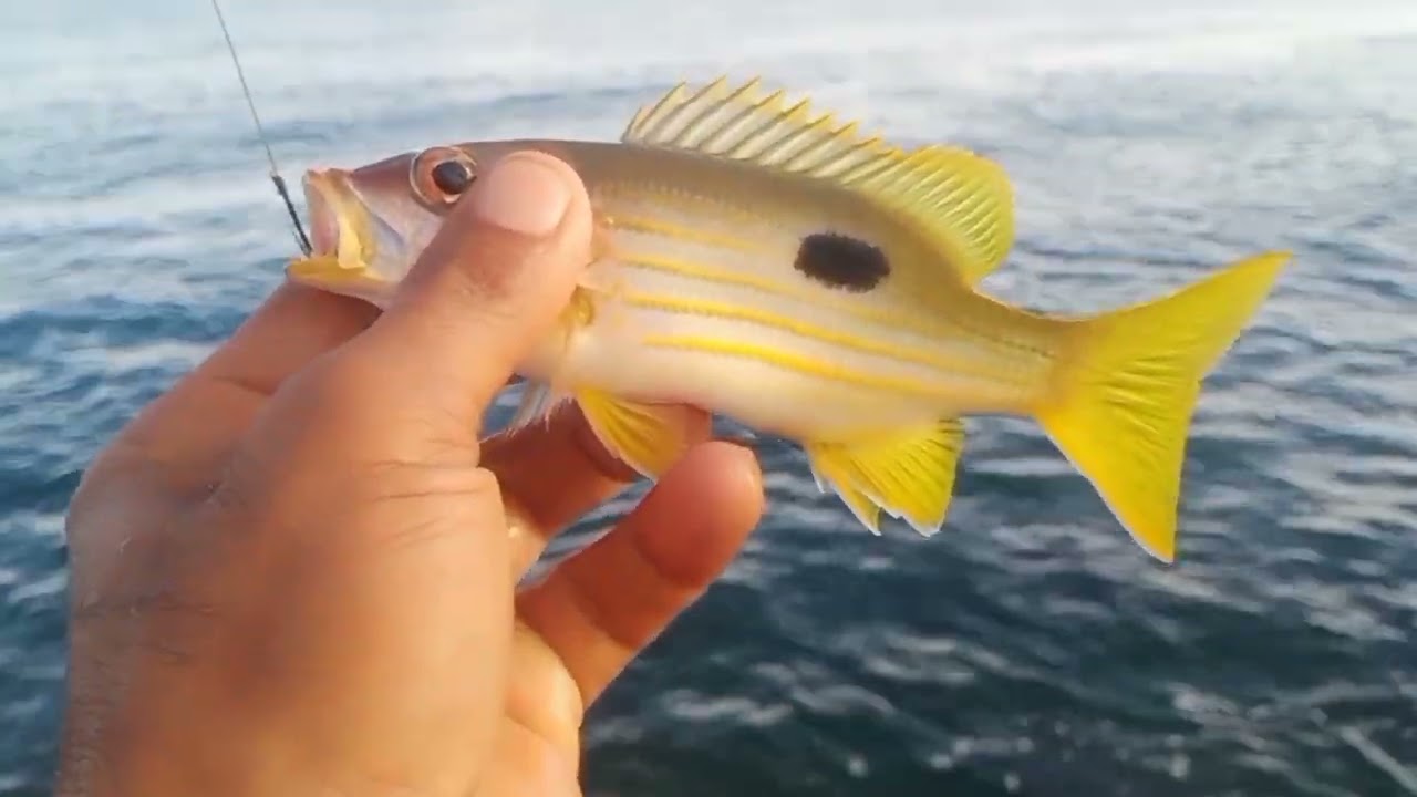 SEMANGAT MANCING BERSAMA PAWANG#mancing#hobimancing#mancingikankarang#acehfishing#cesting