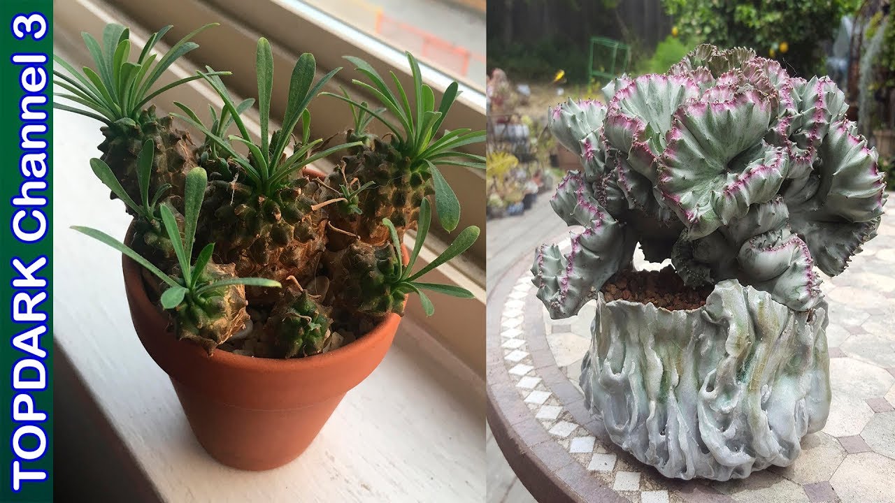 15 Hermosas variedades de Euphorbia