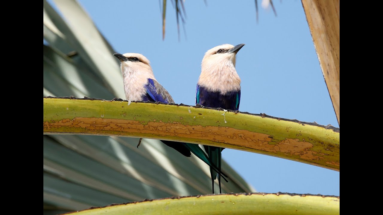 Birds of The Gambia February 2025 - Senegambia Hotel and Kotu Bridge area