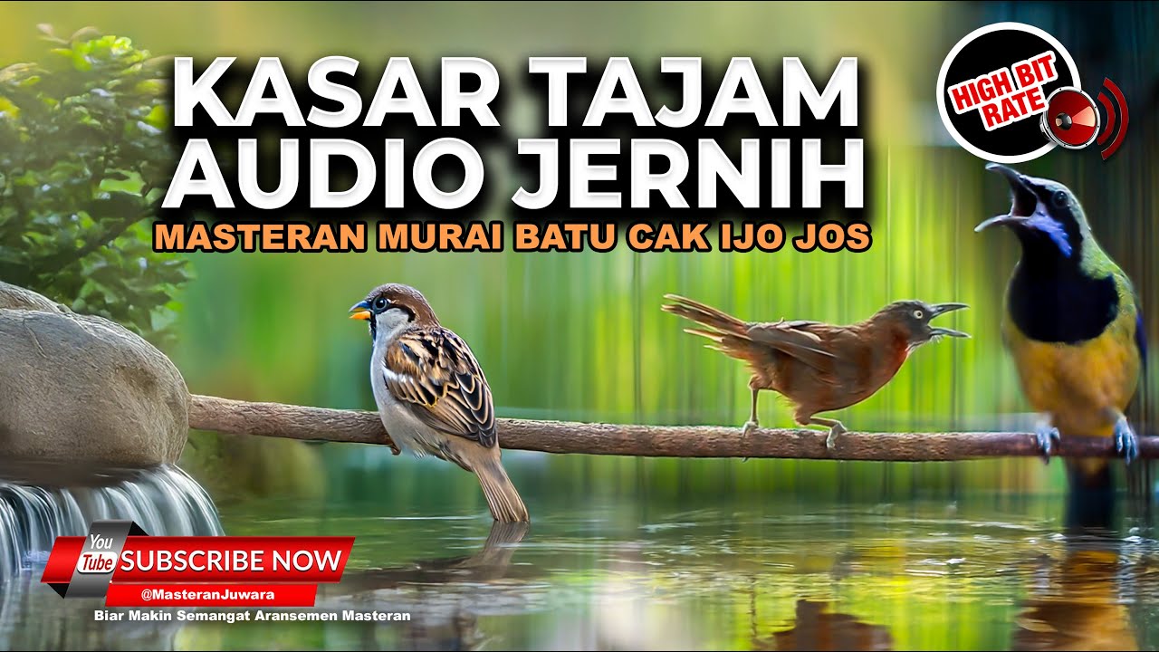 🔴 Kompilasi Masteran Kasar & Tajam Audio Jernih Tepus Abu Greja Tarung dan Cucak Cungkok Gacor
