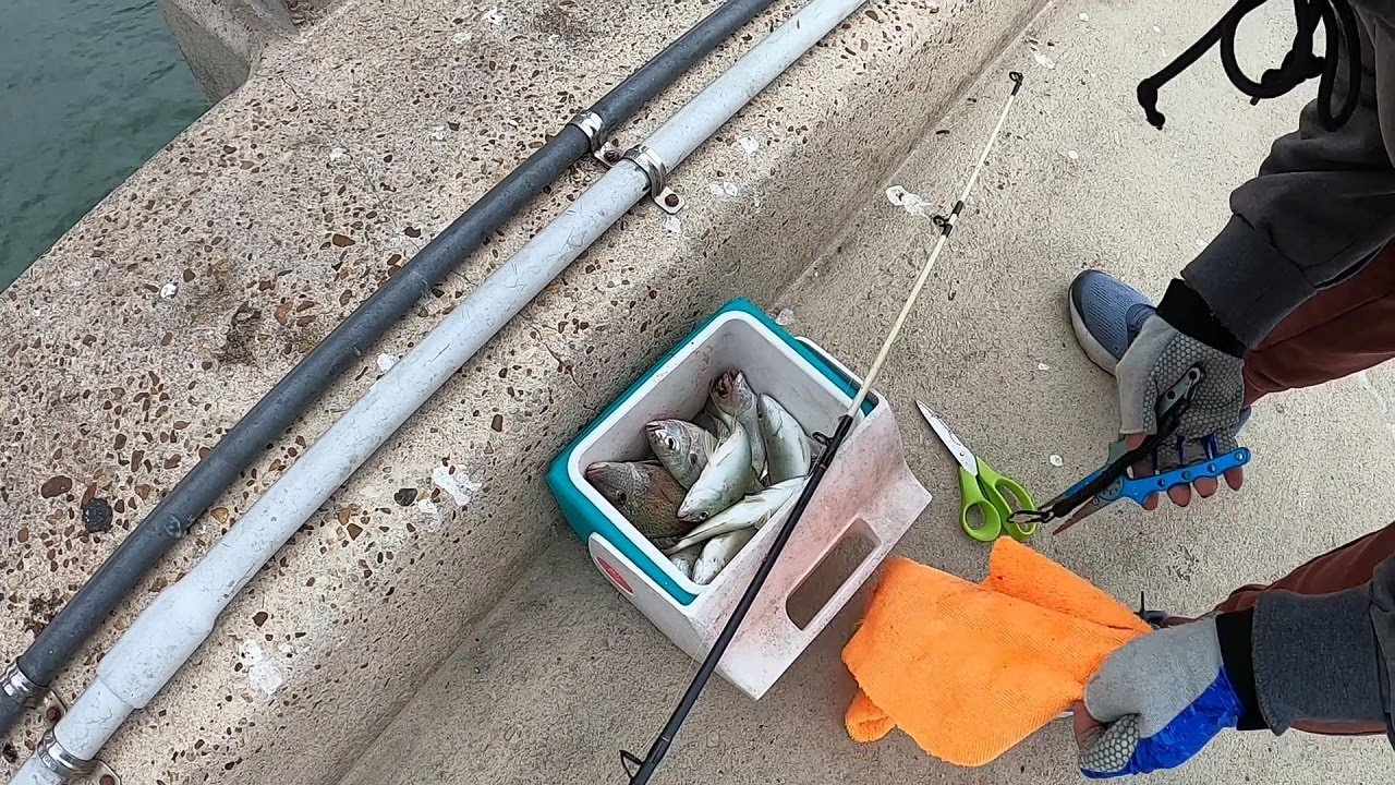Using the Sabiki Rig on Vilano fishing Pier. Filling up the Cooler. #fishing #floridafishing