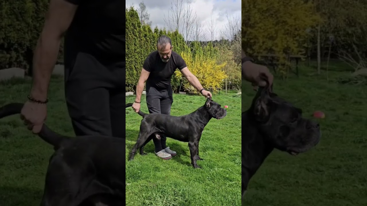Znacie jednego z Najbardziej Utytułowanych Ps&oacute;w w Polsce?#invertocorso #fellini #canecorso #dogs #fy