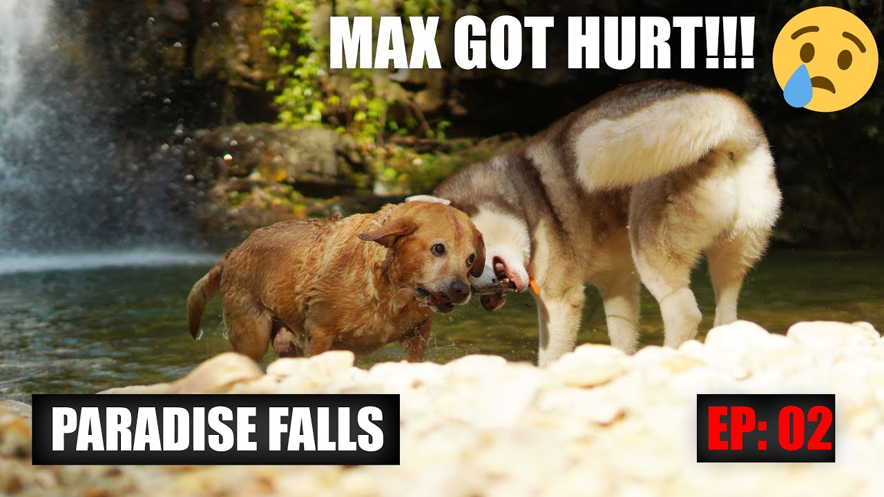 MAX GOT HURT! | PARADISE FALLS | EP 02 | THE HIMALAYAN HUSKY