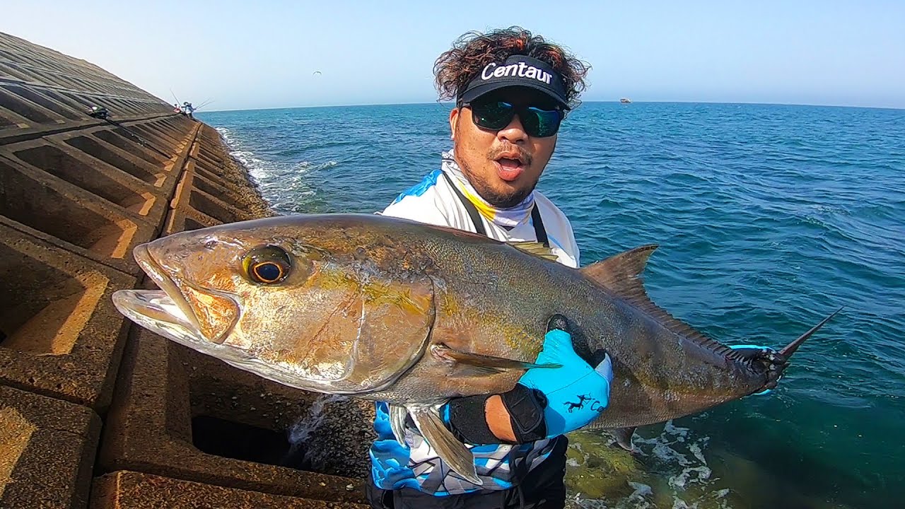 Rarest Giant Amberjack to Catch from Shore Using Popper