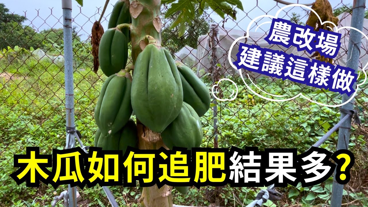 木瓜如何追肥可以增加產量?農改場建議木瓜施肥方法，木瓜種八個月第一批在欉黃收成的追肥技巧分享| 阿星種植