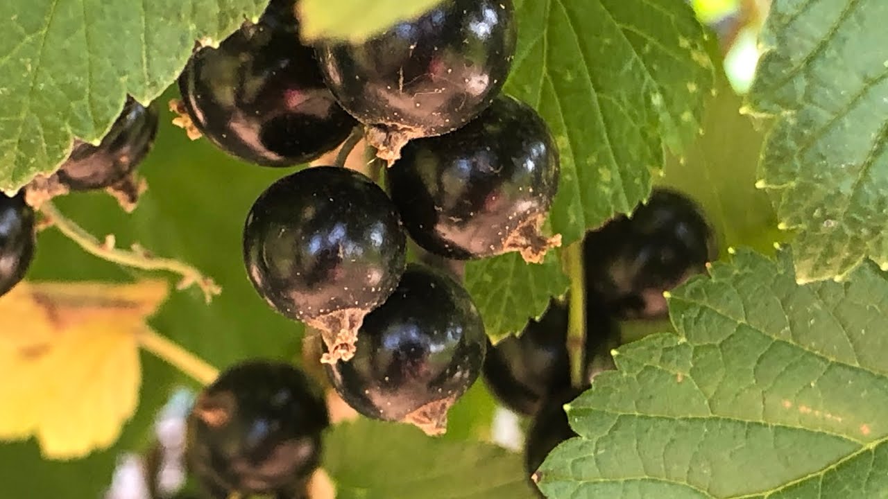Harvesting black currants