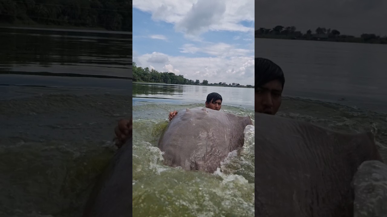 Big monster find deep river water. viral fishing video. Best fish catching. #fish #fishing #top