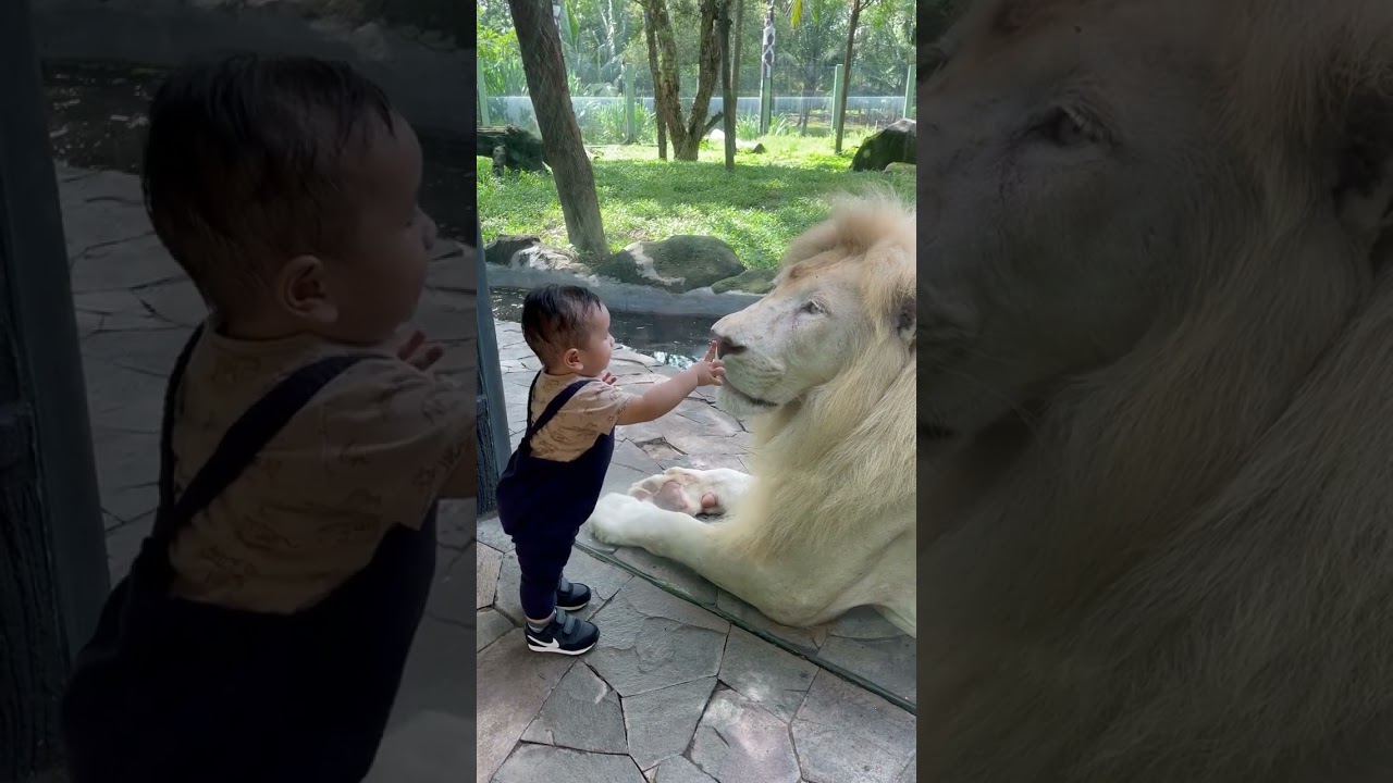 lion eat baby | horrible video |animals |lion| #lion #baby #shortvideo #cute