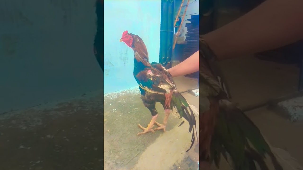 Marshall shock#youtubeshorts#subscribe #shortvideo #chicken