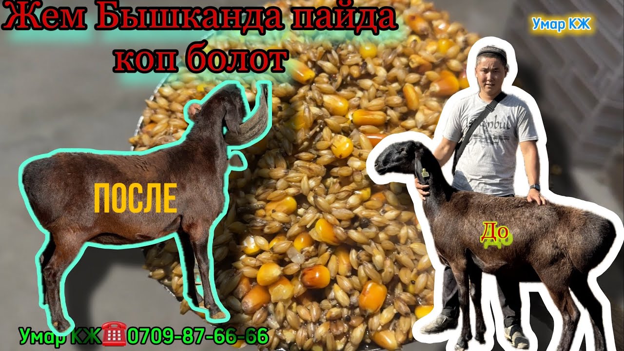 Пай пай Жем Болду🔥🔥🔥