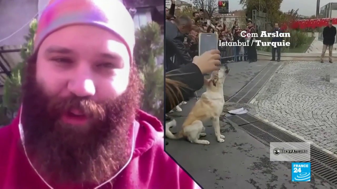 À Istanbul, les chiens de rue 