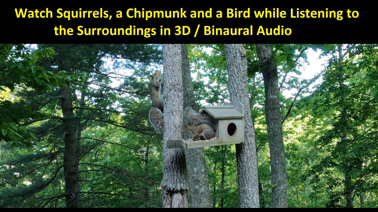 [Binaural] Guess the Sounds - Squirrels, Chipmunk and a Bird Feed