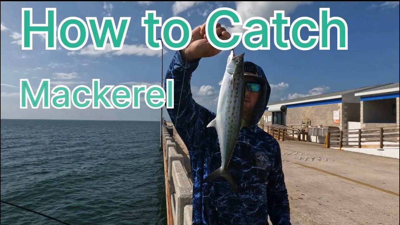 How To Catch Mackerel At Skyway Fishing pier’s 