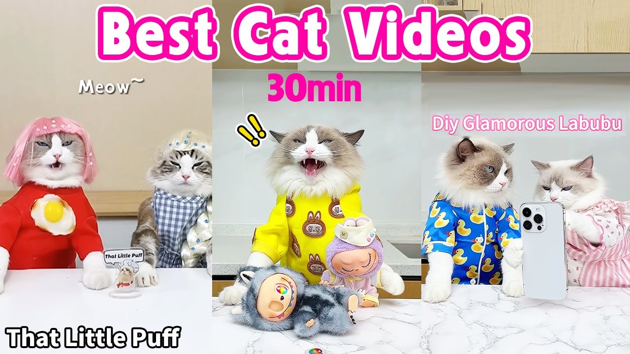 Best Cat Videos 😂30min | 2025 | That Little Puff