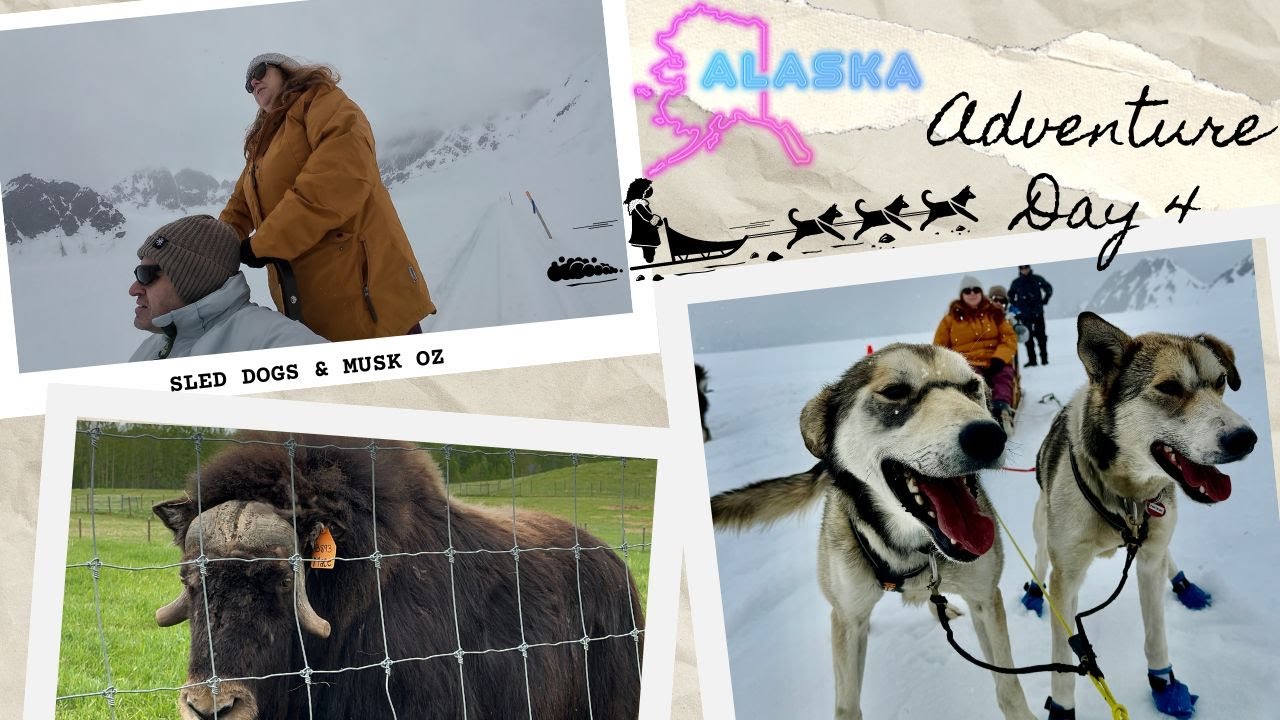 Helicopter ride / Sled dogs / Musk Ox / Alaskan Adventure / VLOG :1st June, 2024