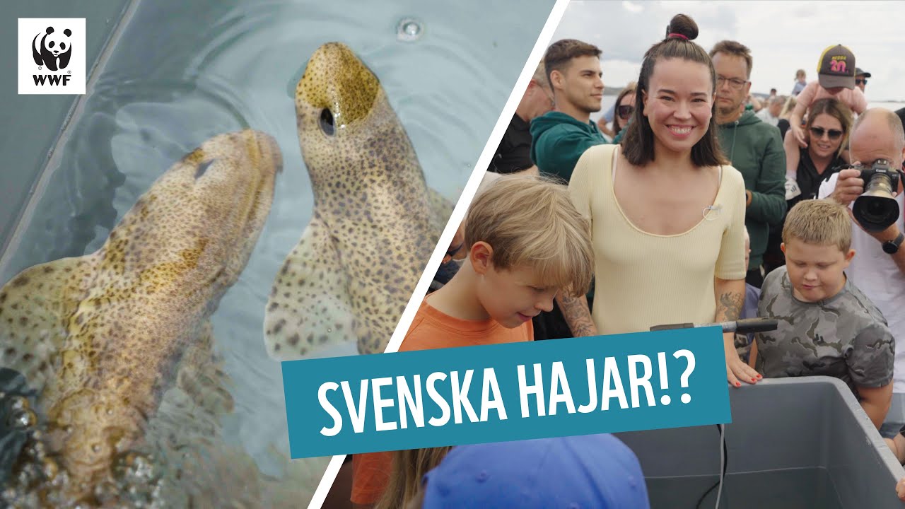 Finns det hajar i Sverige? | Julias djur