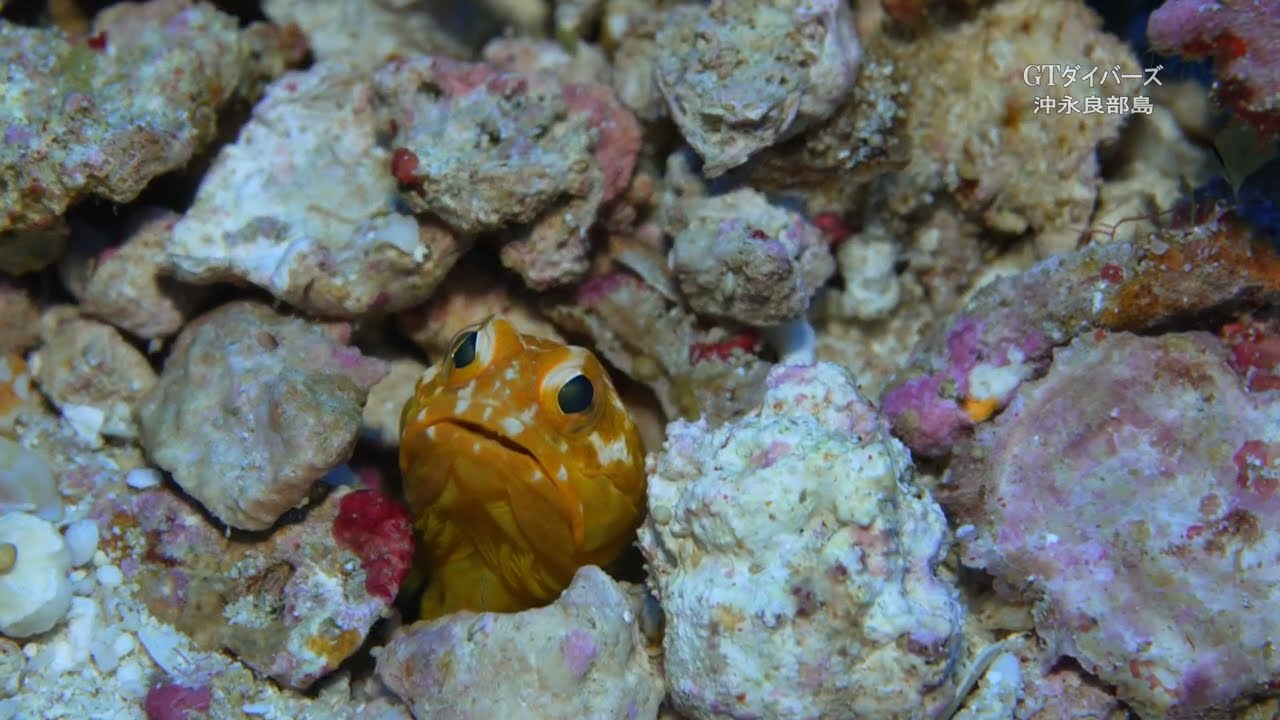 【沖永良部島でダイビング】マダラトビエイ、ウメイロモドキの大群、ヨスジフエダイ、マダラタルミ幼魚、イソギンチャクエビ、アオウミガメ、ホシカゲアゴアマダイ