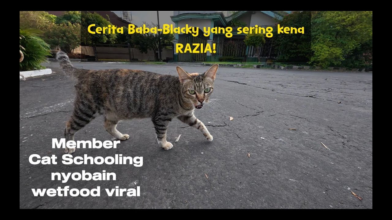 Baba dan Blacky yang sering kena RAZIA! | Cat Schooling nyobain wet food viral