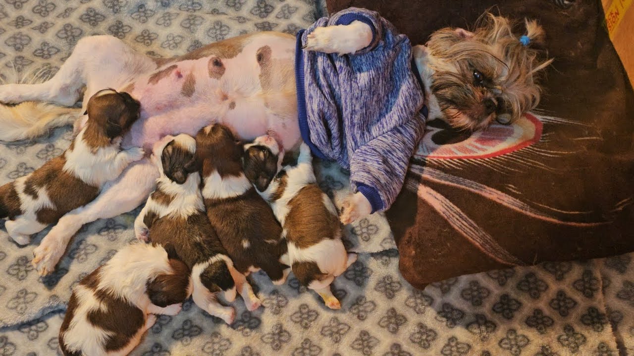 #dezzie#babies#puppies#love🫶🧿🫶🐶 