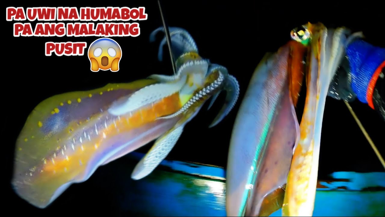 EP 473: PA UWI NA HUMABOL PA ANG MALAKING PUSIT 😱