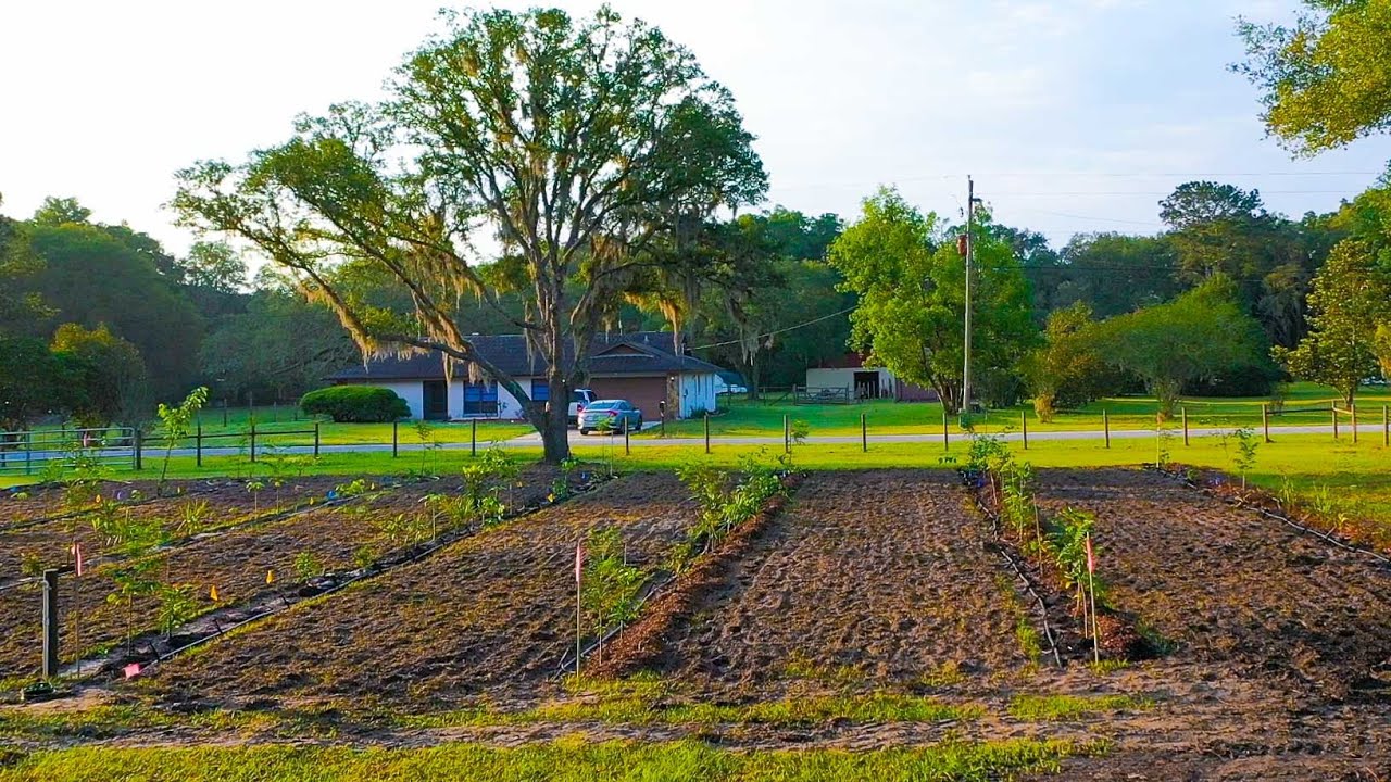 Syntropic Agroforestry Project on the Farm || Phase 1
