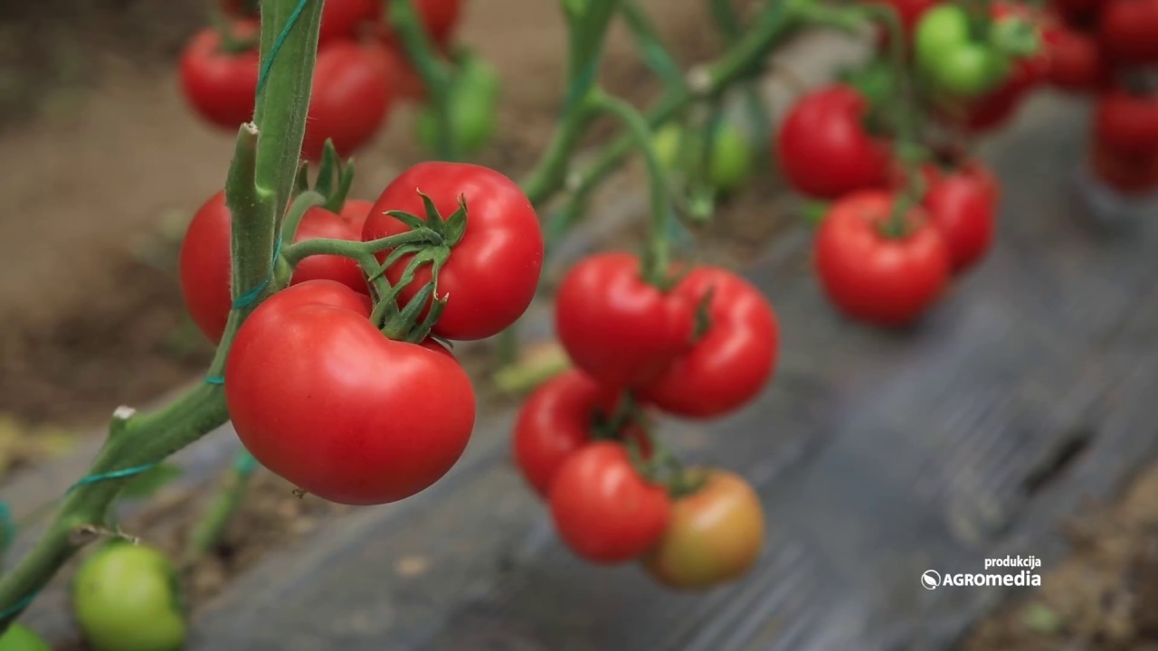 Dani polja paradajza kompanije Agroarm u selu Vinarce