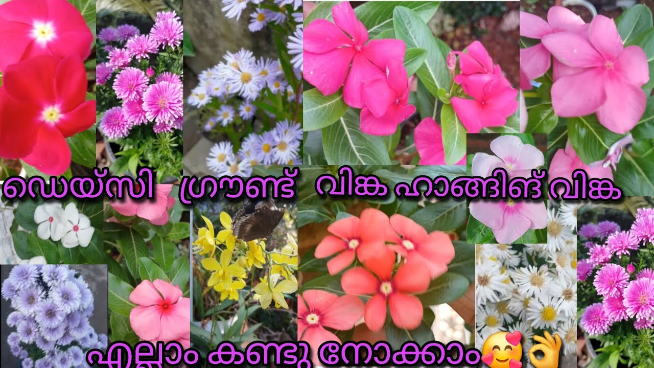 മക്കളെ എന്റെ ചെടികളൊക്കെ ഒന്ന് കണ്ടു നോക്കൂ ഇഷ്ടപ്പെട്ടോ ഇല്ലയോ എന്ന്🥰