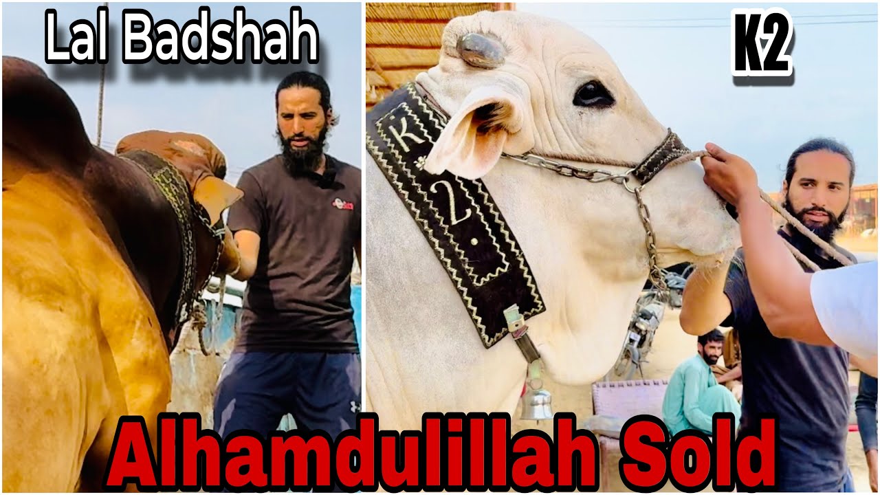 Alhamdulillah Big Bulls Sold 😍 | Karim’s Cattle Farm ❤️ | AR Maani