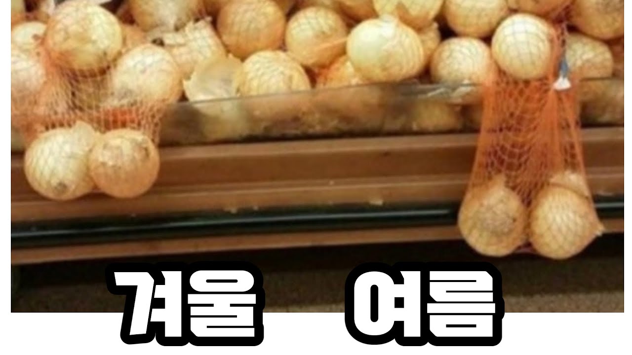 여성들은 이해 못하는 양파의 차이점