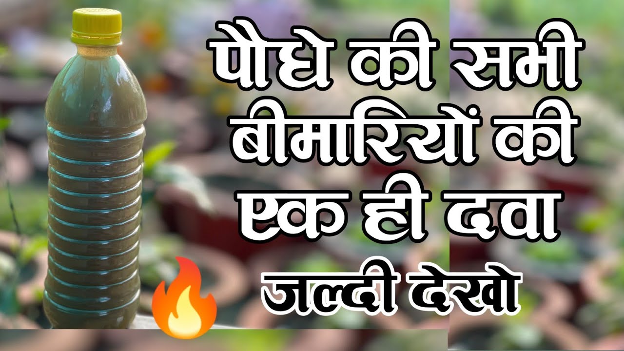 पौधे के सभी बीमारियों की एक ही दवा || All Disease Control