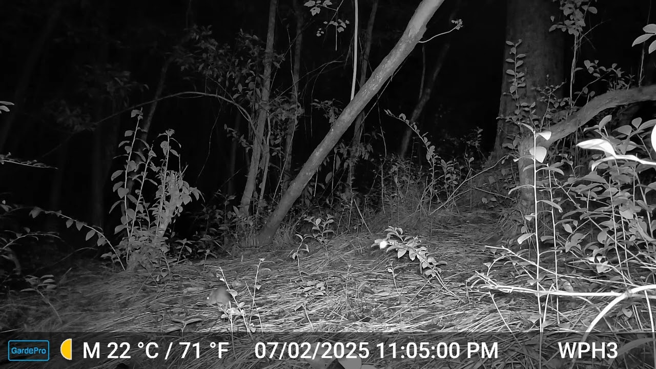 Eastern woodrat?