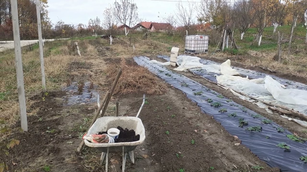 KADA  I KAKO SADITI KUPINU