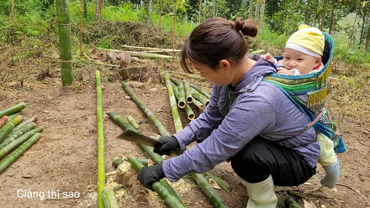 Single mother goes to the forest to get trees to build a house part 2  | Gi&agrave;ng thị sao