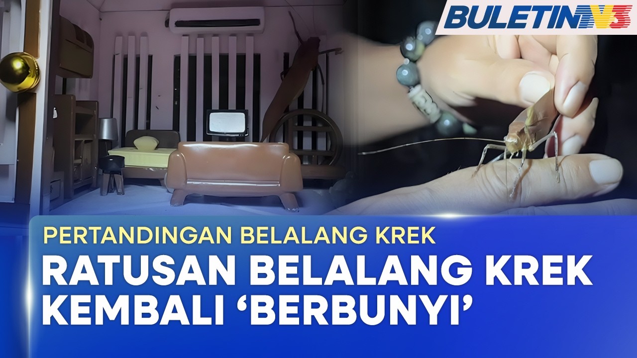 PERTANDINGAN BELALANG KREK | Tradisi Lama, Nostalgia Kampung Sungai Lerek Dihidupkan Semula (BU)
