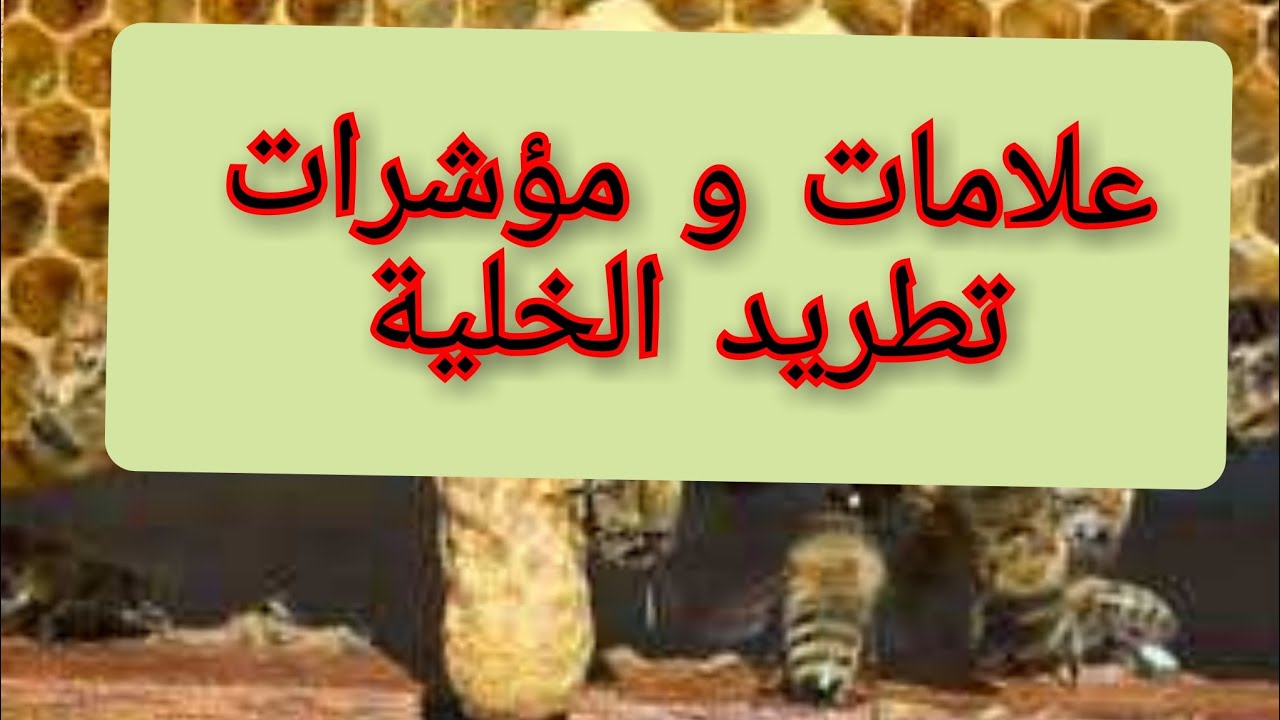 التطريد عند النحل، علامات حمى التطريد و اكتظاظ النحل أمام الخلية .👍👍👍