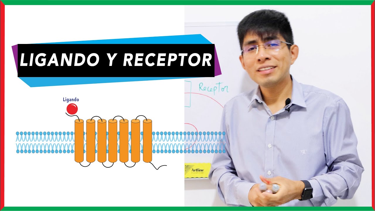 Interacci&oacute;n ligando-receptor | Comunicaci&oacute;n celular