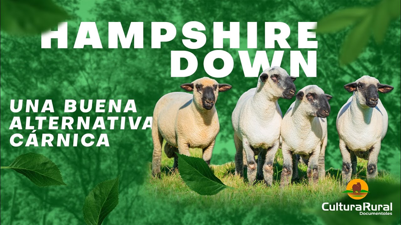 HAMPSHIRE DOWN CABAÑA SAN ROQUE
